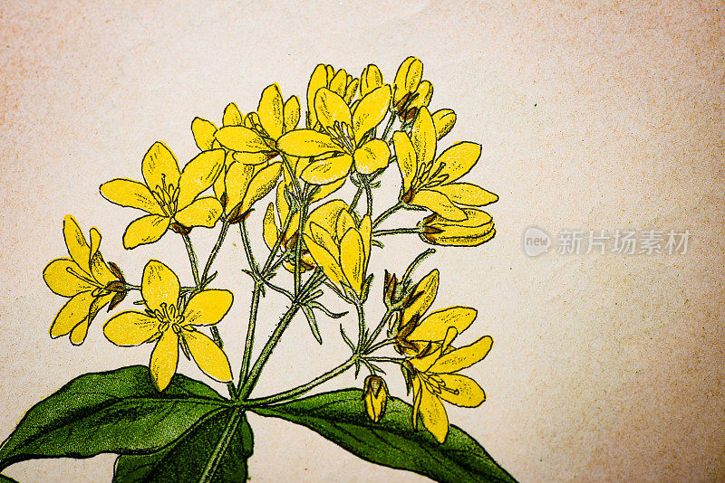 古董植物学插图:黄色松花，Lysimachia vulgaris